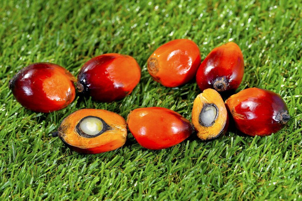 Palm nuts for palm oil