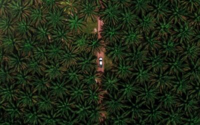 The Indonesian Palm Oil Industry