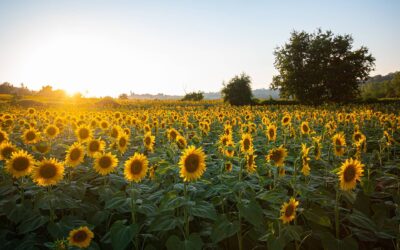 Top 10 Importers of Sunflower Oil in the World by 2021