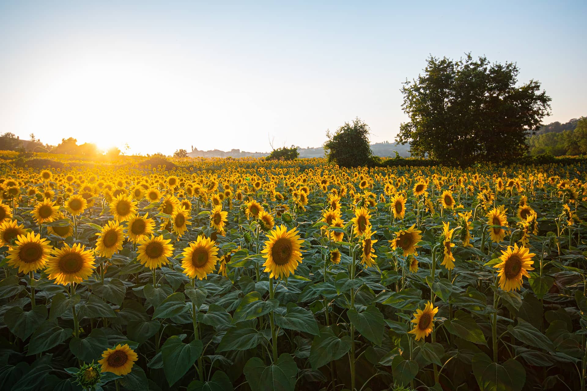 Sunflower Oil